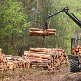 Вологодская область – лидер по заготовке дров в 2023 году